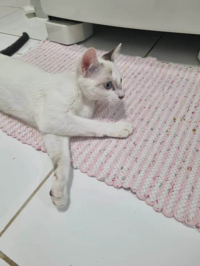 Gato ra a SRD-ViraLata idade 2 a 6 meses nome Kid