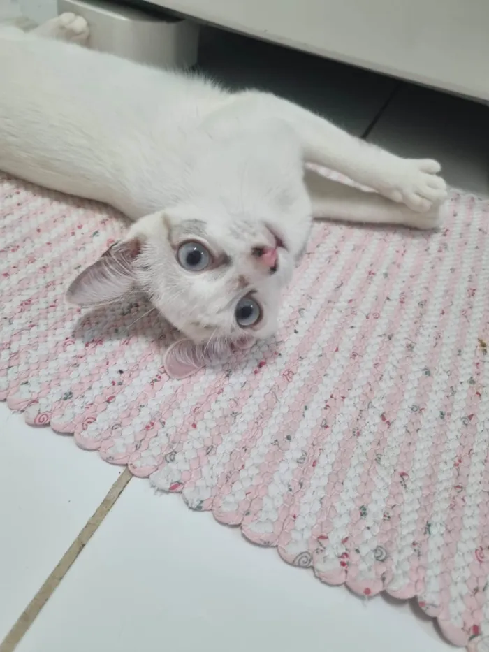 Gato ra a SRD-ViraLata idade 2 a 6 meses nome Kid
