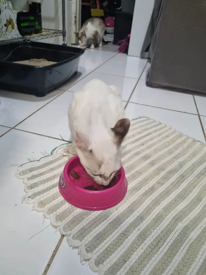 Gato ra a SRD-ViraLata idade 2 a 6 meses nome Kid