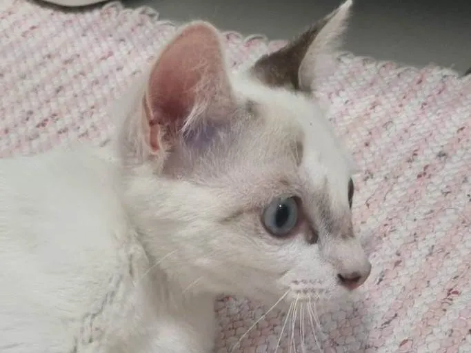 Gato ra a SRD-ViraLata idade 2 a 6 meses nome Kid