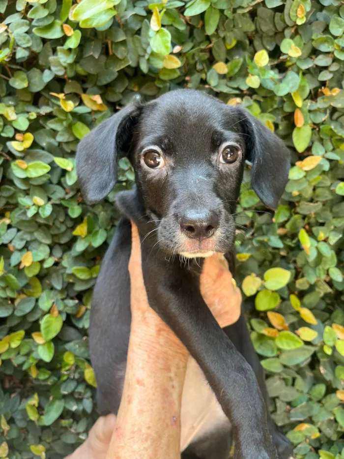 Cachorro ra a SRD-ViraLata idade 2 a 6 meses nome Ana Lúcia 