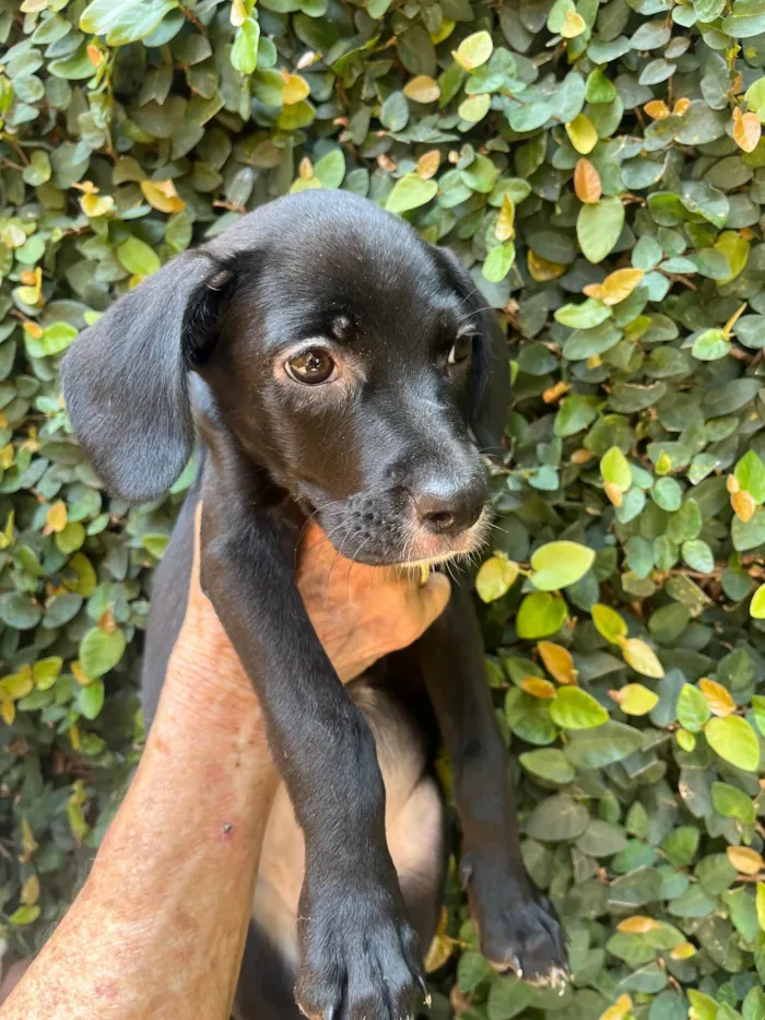 Cachorro ra a SRD-ViraLata idade 2 a 6 meses nome Ana Lúcia 