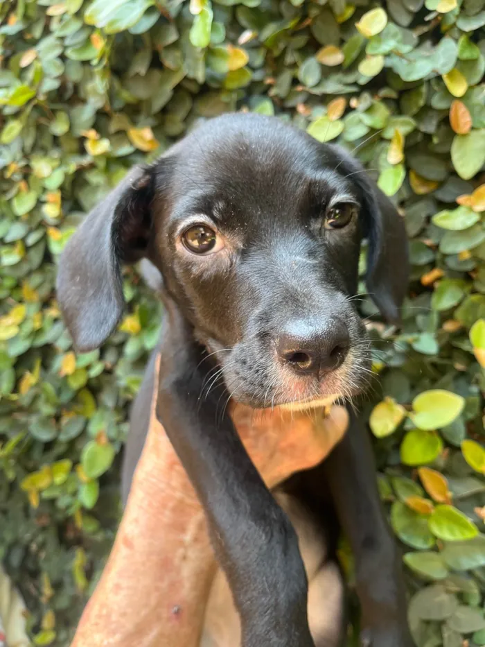 Cachorro ra a SRD-ViraLata idade 2 a 6 meses nome Ana Lúcia 