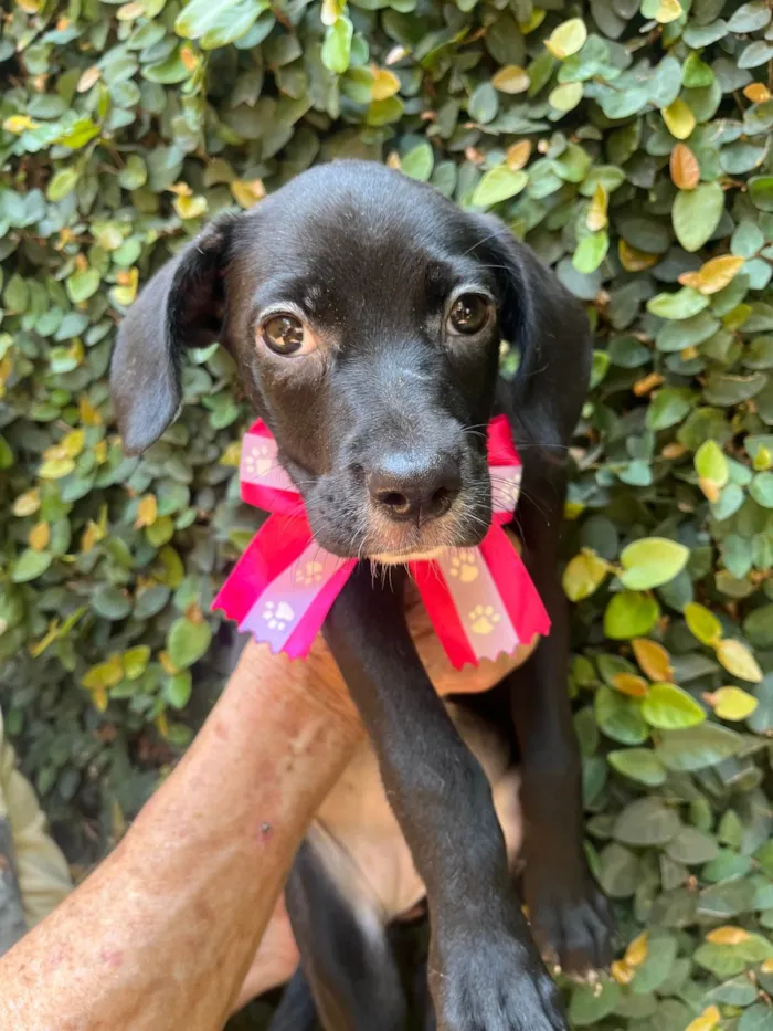 Cachorro ra a SRD-ViraLata idade 2 a 6 meses nome Ana Lúcia 