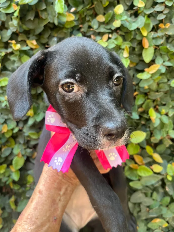 Cachorro ra a SRD-ViraLata idade 2 a 6 meses nome Ana Lúcia 