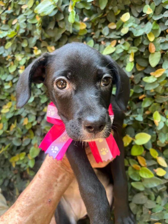Cachorro ra a SRD-ViraLata idade 2 a 6 meses nome Ana Lúcia 