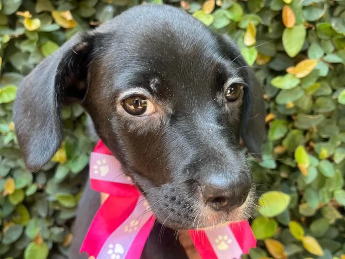 Cachorro ra a SRD-ViraLata idade 2 a 6 meses nome Ana Lúcia 