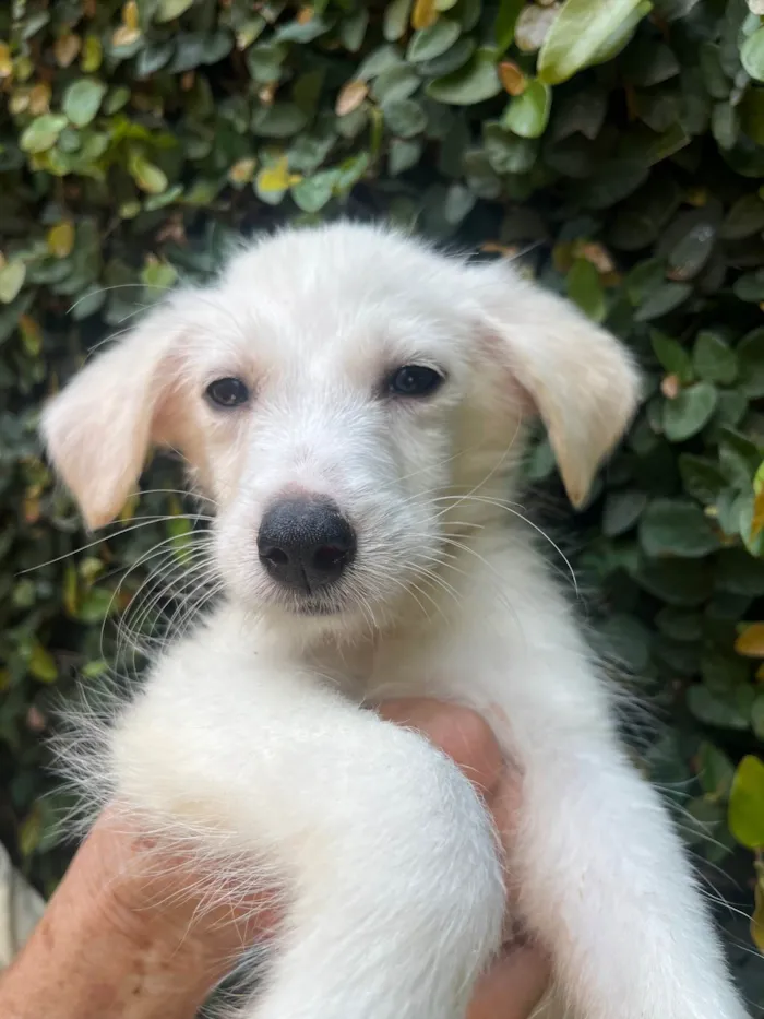 Cachorro ra a SRD-ViraLata idade 2 a 6 meses nome João Paulo