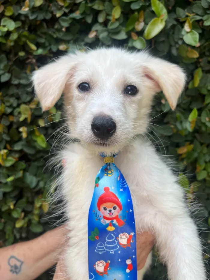 Cachorro ra a SRD-ViraLata idade 2 a 6 meses nome João Paulo
