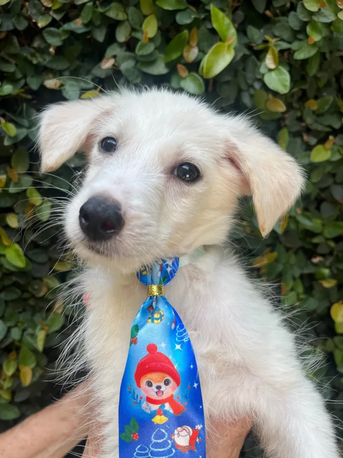 Cachorro ra a SRD-ViraLata idade 2 a 6 meses nome João Paulo