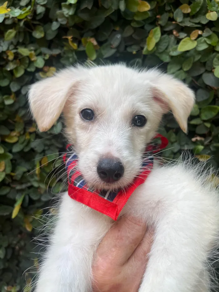 Cachorro ra a SRD-ViraLata idade 2 a 6 meses nome João Paulo