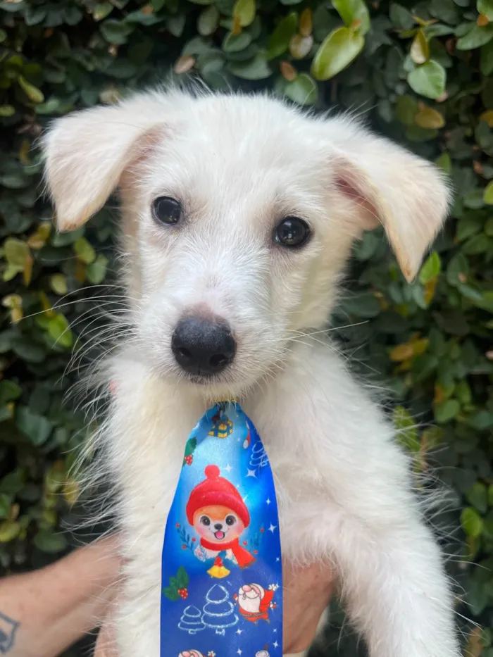 Cachorro ra a SRD-ViraLata idade 2 a 6 meses nome João Paulo