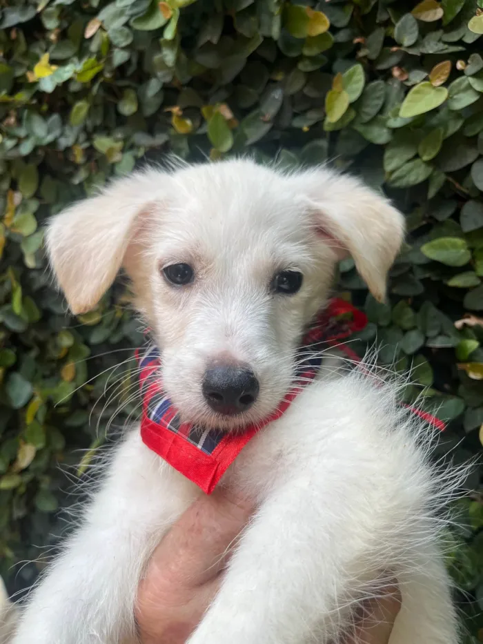 Cachorro ra a SRD-ViraLata idade 2 a 6 meses nome João Paulo