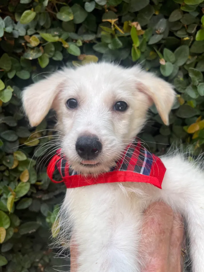 Cachorro ra a SRD-ViraLata idade 2 a 6 meses nome João Paulo