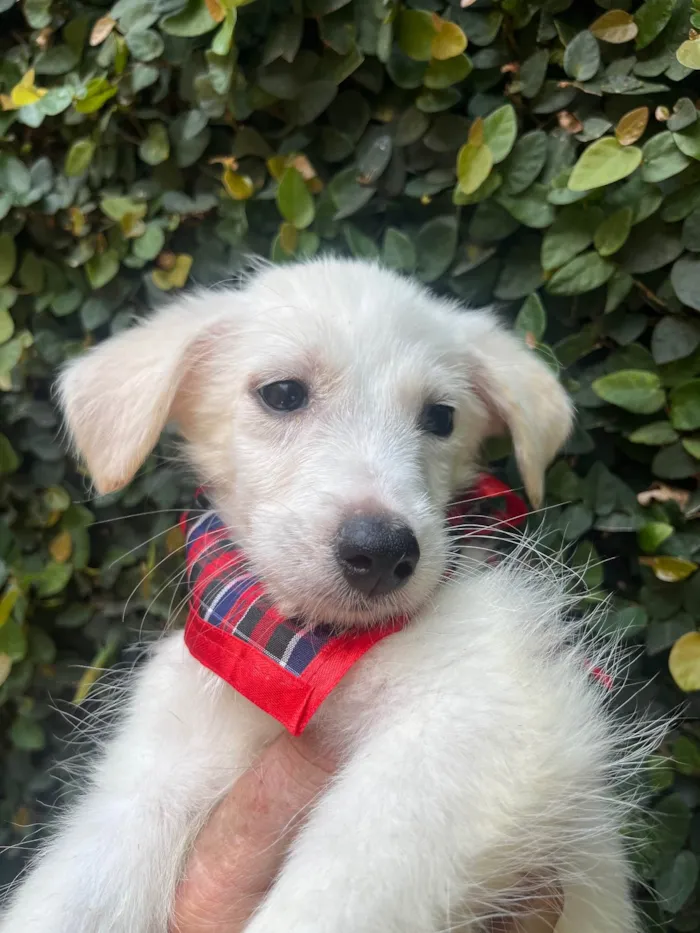 Cachorro ra a SRD-ViraLata idade 2 a 6 meses nome João Paulo