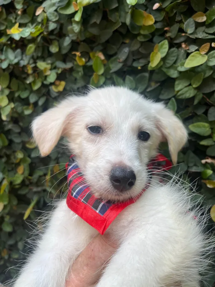 Cachorro ra a SRD-ViraLata idade 2 a 6 meses nome João Paulo