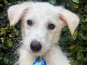 Cachorro raça SRD-ViraLata idade 2 a 6 meses nome João Paulo