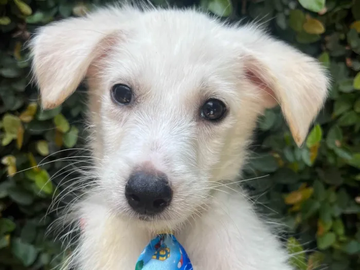 Cachorro ra a SRD-ViraLata idade 2 a 6 meses nome João Paulo