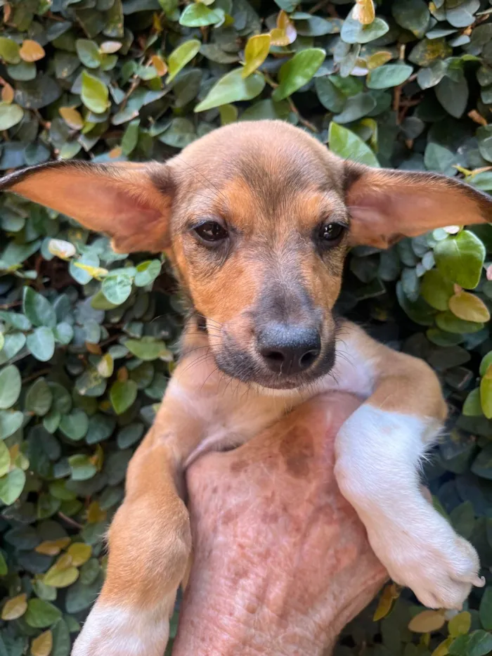 Cachorro ra a SRD-ViraLata idade  nome João Pedro 