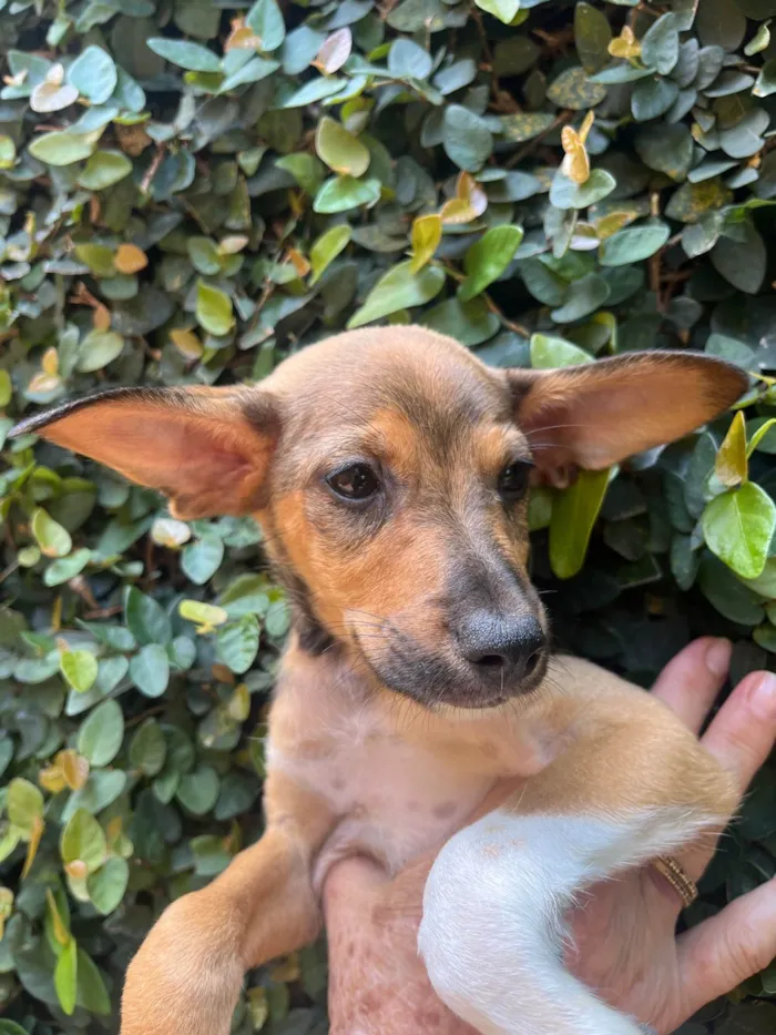 Cachorro ra a SRD-ViraLata idade  nome João Pedro 