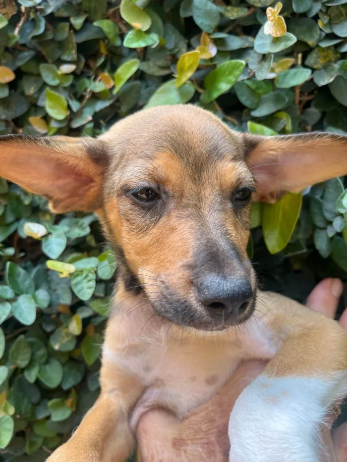 Cachorro ra a SRD-ViraLata idade  nome João Pedro 