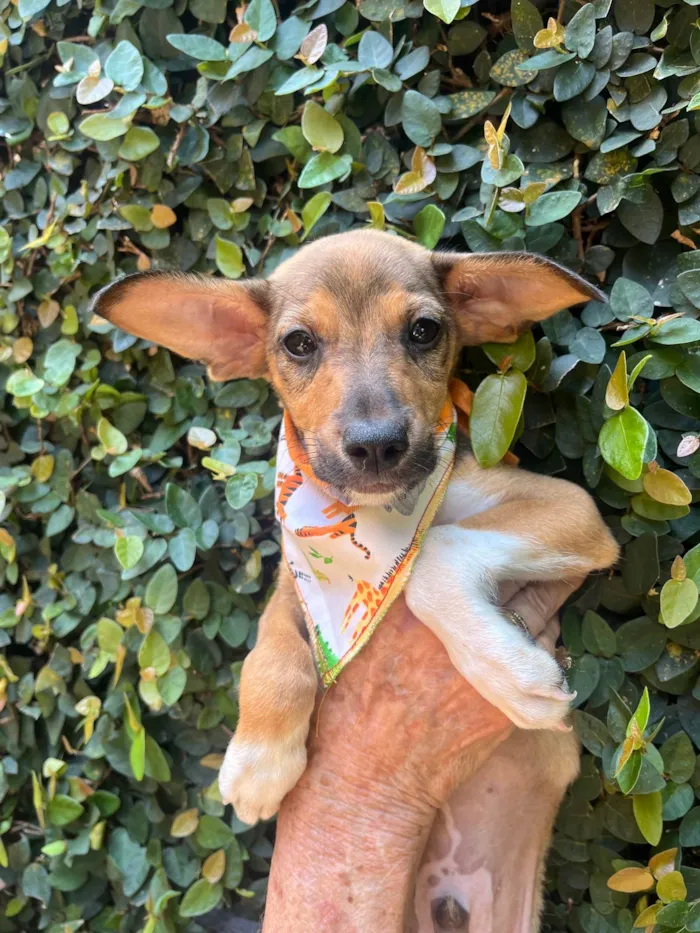 Cachorro ra a SRD-ViraLata idade  nome João Pedro 