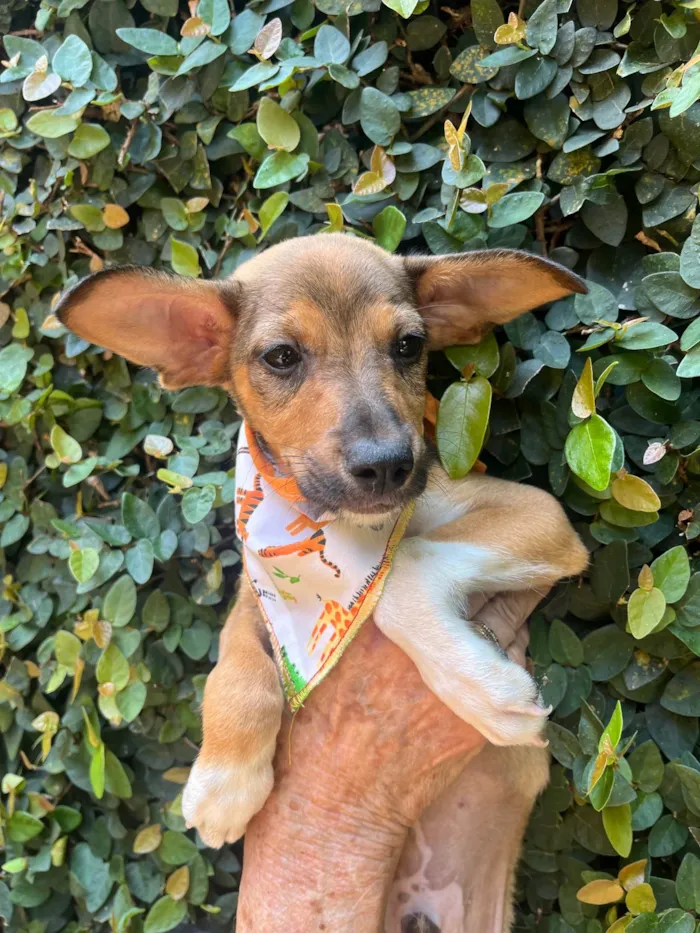 Cachorro ra a SRD-ViraLata idade  nome João Pedro 