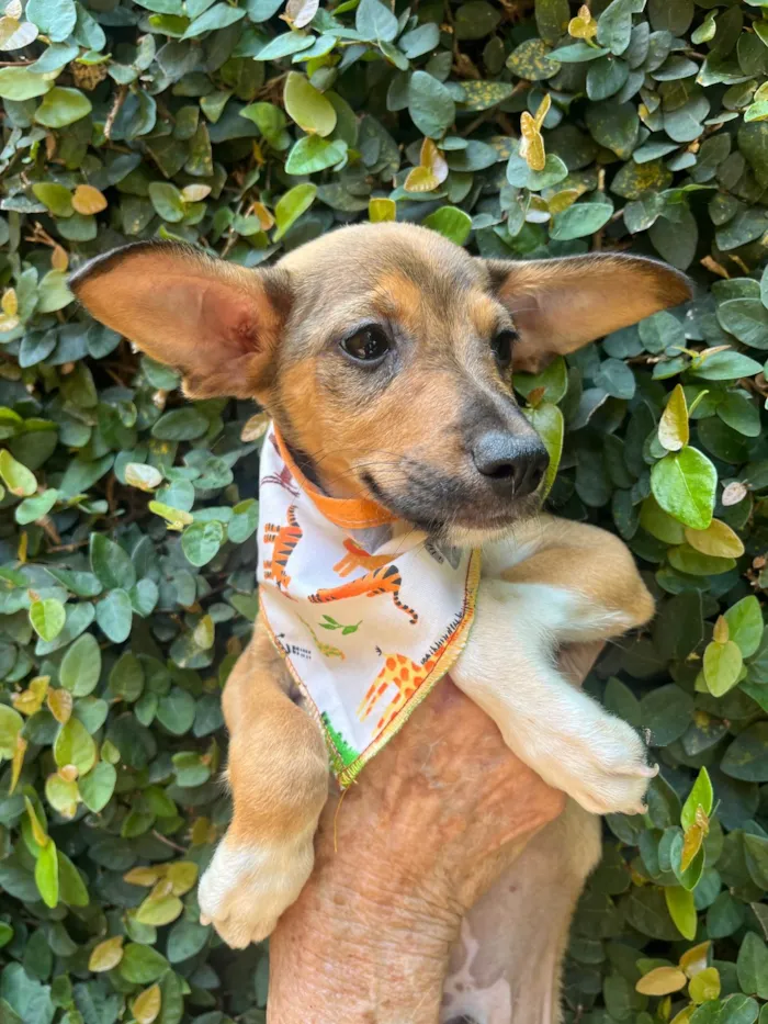 Cachorro ra a SRD-ViraLata idade  nome João Pedro 