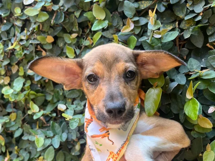 Cachorro ra a SRD-ViraLata idade  nome João Pedro 