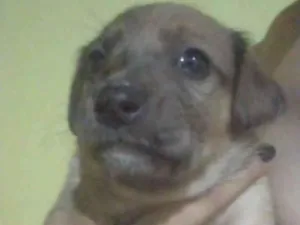 Cachorro raça SRD-ViraLata idade 2 a 6 meses nome Dara