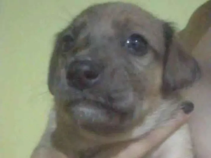 Cachorro ra a SRD-ViraLata idade 2 a 6 meses nome Dara