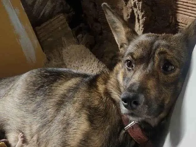 Cachorro ra a Mistura de pastor alemao idade 1 ano nome Liro