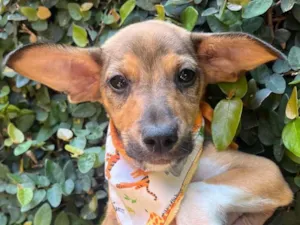 Cachorro raça SRD-ViraLata idade  nome João Pedro 