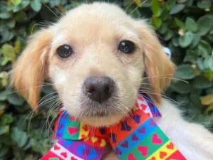 Cachorro raça SRD-ViraLata idade 2 a 6 meses nome Ana Rosa