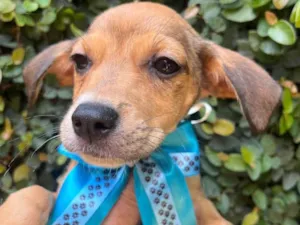 Cachorro raça SRD-ViraLata idade 2 a 6 meses nome Ana Rita