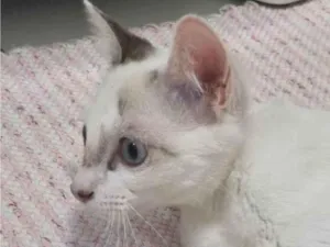 Gato raça SRD-ViraLata idade 2 a 6 meses nome Kid