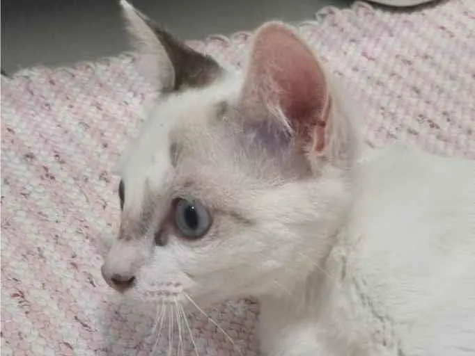 Gato ra a SRD-ViraLata idade 2 a 6 meses nome Kid