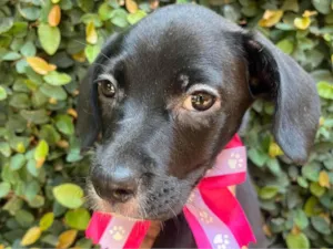 Cachorro raça SRD-ViraLata idade 2 a 6 meses nome Ana Lúcia 