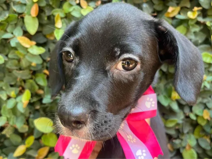 Cachorro ra a SRD-ViraLata idade 2 a 6 meses nome Ana Lúcia 