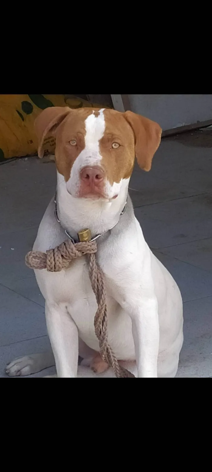 Cachorro ra a Pit-Bull idade 2 anos nome Billy 