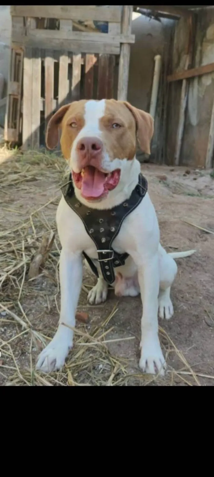 Cachorro ra a Pit-Bull idade 2 anos nome Billy 