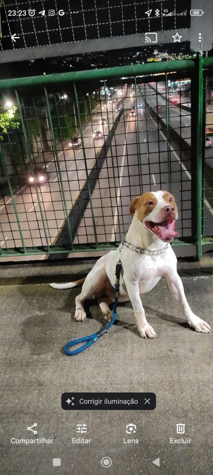 Cachorro ra a Pit-Bull idade 2 anos nome Billy 