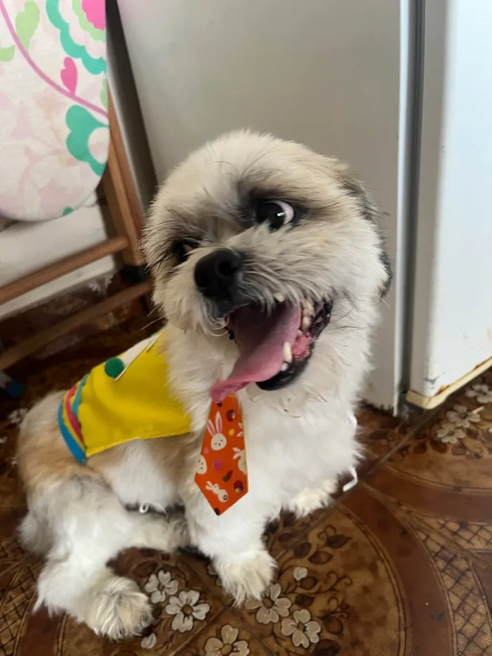 Cachorro ra a Lhasa Apso idade 6 ou mais anos nome Drink 