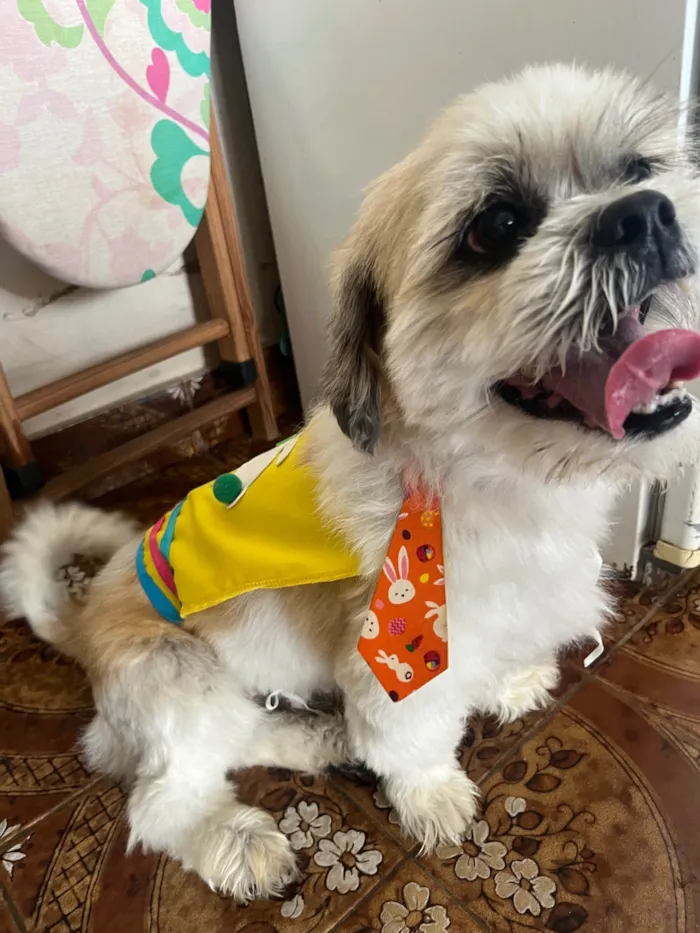 Cachorro ra a Lhasa Apso idade 6 ou mais anos nome Drink 