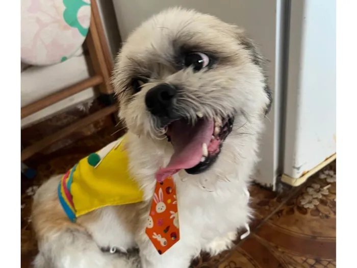 Cachorro ra a Lhasa Apso idade 6 ou mais anos nome Drink 