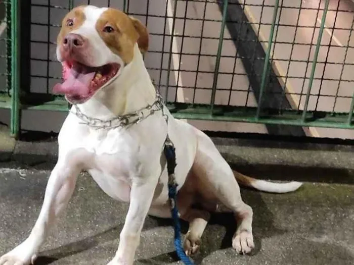 Cachorro ra a Pit-Bull idade 2 anos nome Billy 