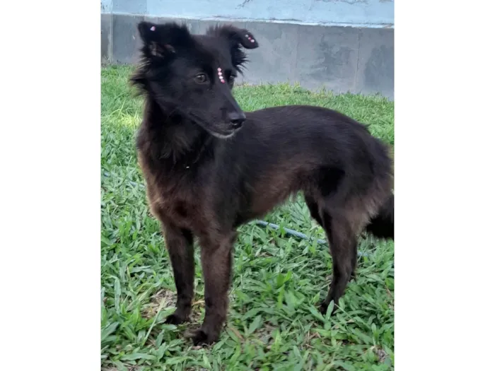 Cachorro ra a SRD-ViraLata idade 1 ano nome Amora