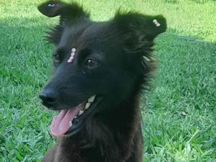 Cachorro ra a SRD-ViraLata idade 1 ano nome Amora