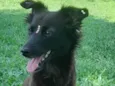 Amora
