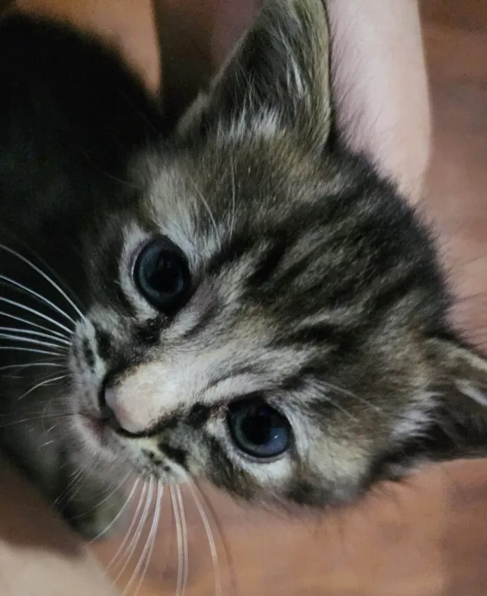 Gato ra a Indefinido idade Abaixo de 2 meses nome Sunny